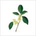 FGS|桂花|Fragrans