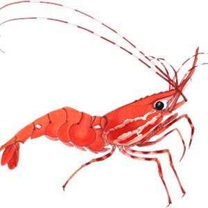 SHRIMP|Shrimp Finance